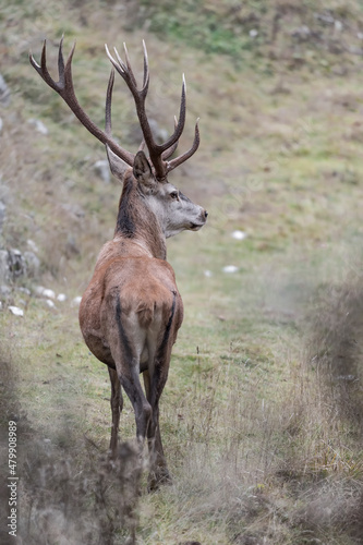 The King of Alpine forest  red deer male  Cervus elaphus 