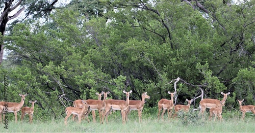 Foto impala in the forest