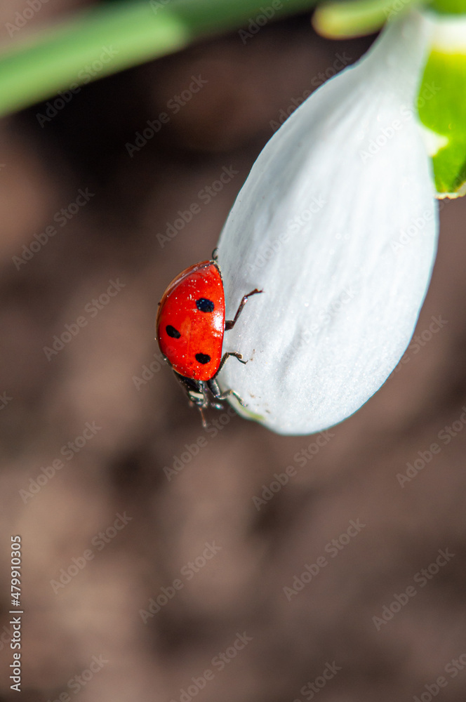 Fototapeta premium A red ladybug is crawling on a white snowdrop petal. Insects in nature close-up with selective focus
