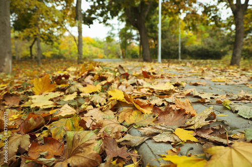 Yellowed autumn leaves in park, selective focus