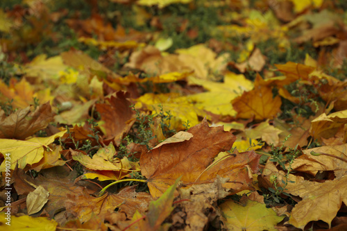 Yellowed autumn leaves lying on grass, selective focus