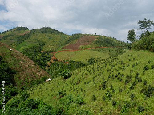 Burmese hill with coffee and banana plantations, near the village