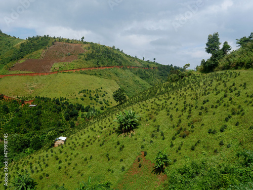 Burmese hill with coffee and banana plantations, near the village