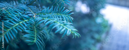 Spruce needles shot close-up with blurred background
