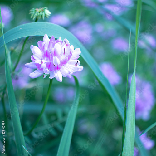 purple flower on green foliage background