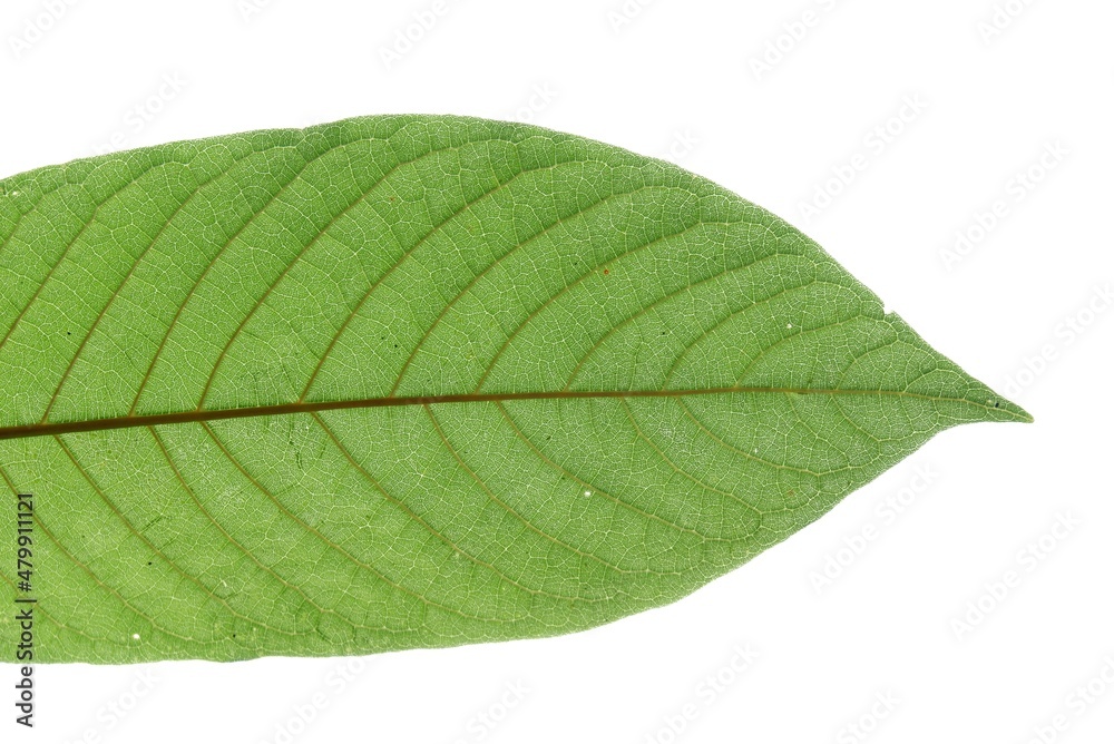 Obraz premium A branch of Kratom leaves with sunlight on white isolated background for green foliage backdrop 