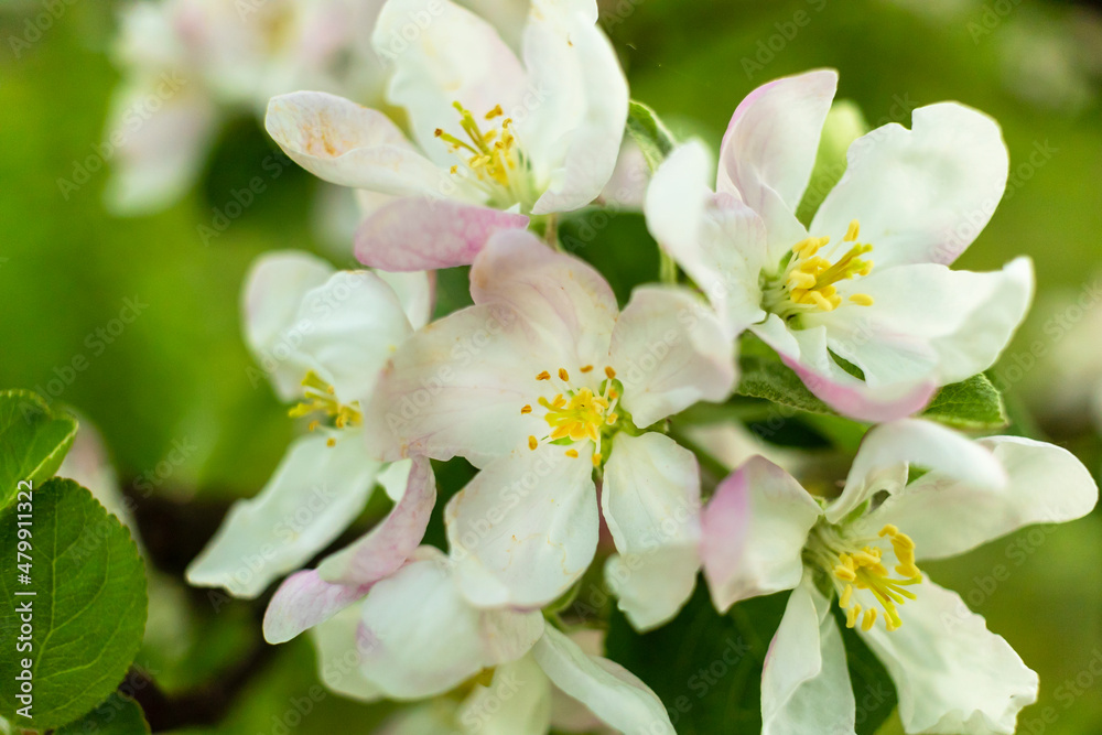 apple spring natural background, pink blossom tree in green garden. Blooming buds on the branches on tree apple spring natural background, pink blossom tree in green garden. Blooming buds on the branches on tree