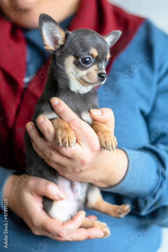 Female holding a small dog, purebred Chihuahua puppy on hand with love. adoption of pet. vertical © Елена Якимова