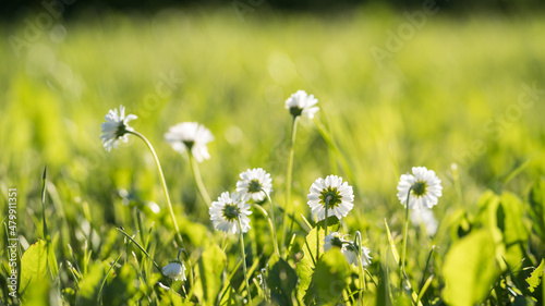 Daisies on a summer green meadow, selective focus