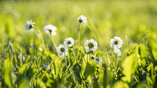 Daisies on a summer green meadow, selective focus