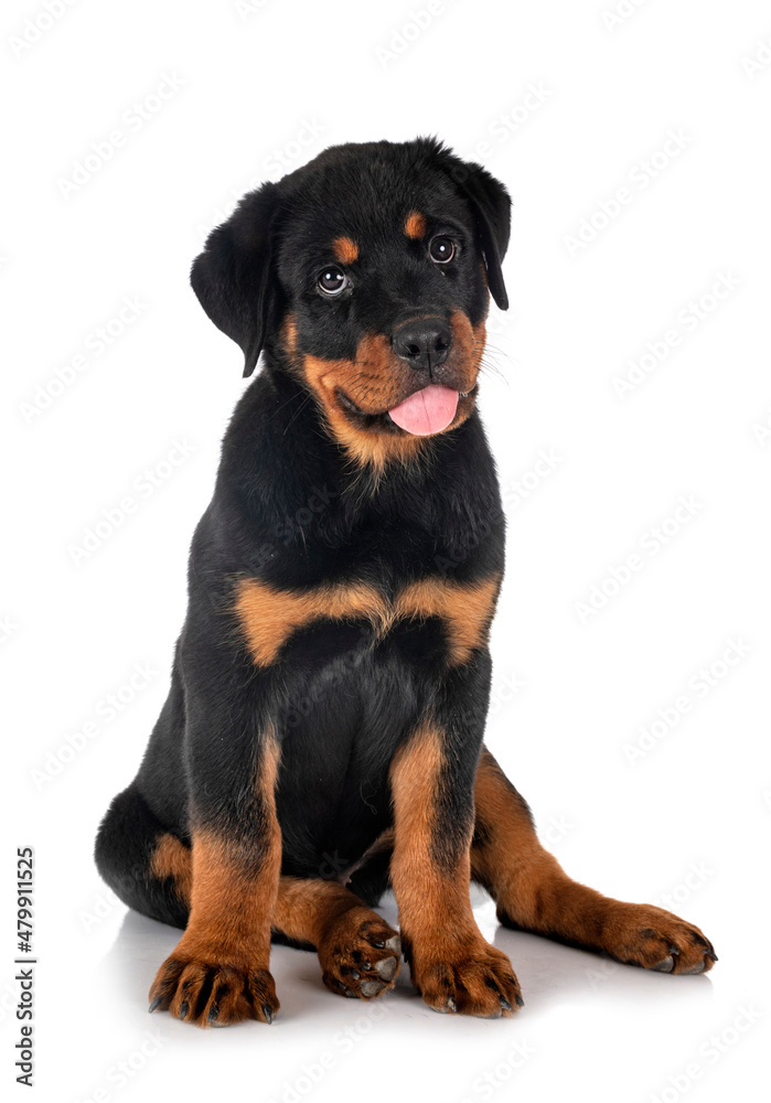 puppy rottweiler in studio