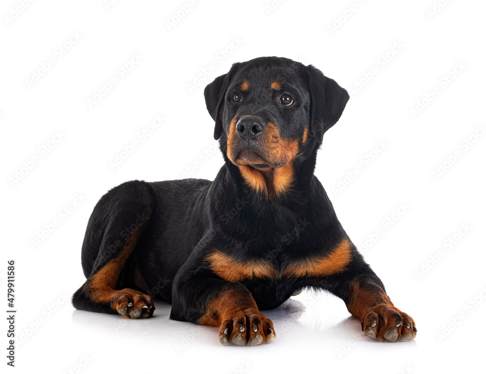 Fototapeta premium puppy rottweiler in studio