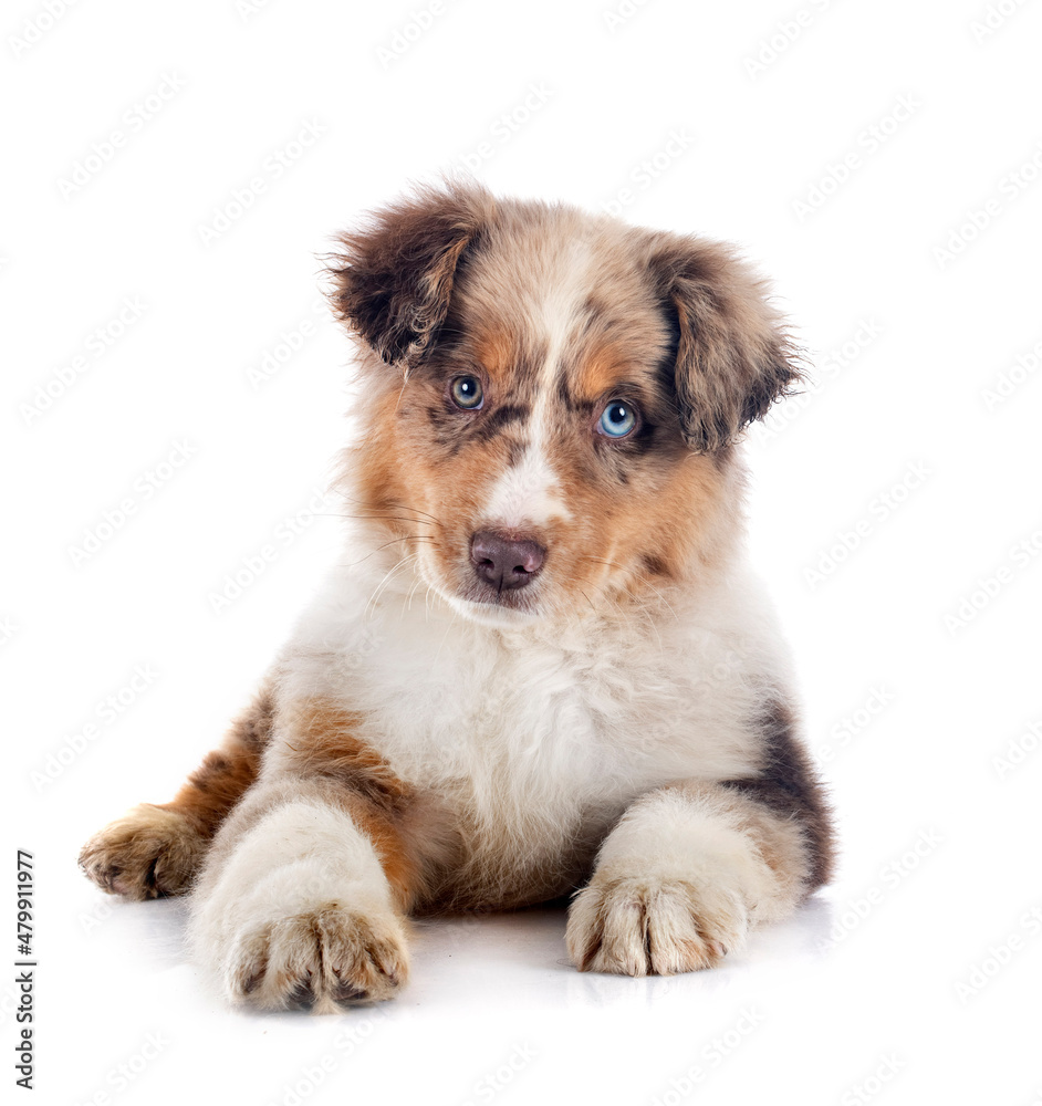 Miniature American Shepherd Miniature American Shepherd