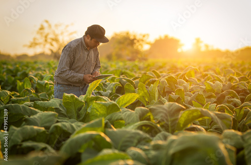 Farmers hands select young tobacco leaves to collect information utilize the core data in the Internet from tablet to validate for the development of crops.agriculture plantation
