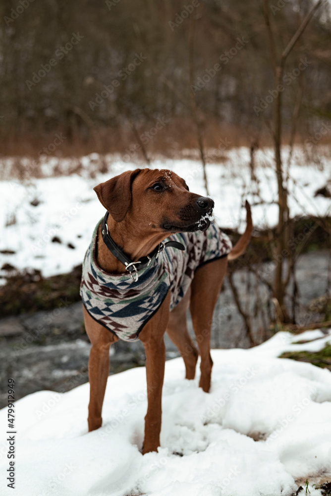 Hund mit Schnee an der Nase, Rhodesien Ridgeback, Winter, Natur, Hundepullover Hund mit Schnee an der Nase, Rhodesien Ridgeback, Winter, Natur, Hundepullover