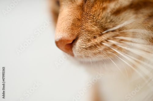 close-up of a cat's nose. macro photography kitten face.  photo