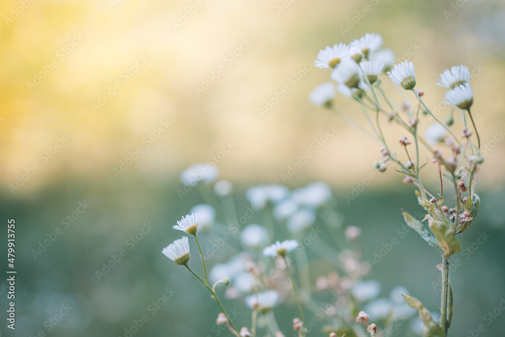 Closeup of daisy flowers on natural background, artistic nature closeup. Spring summer floral scenic. Dream vintage blurred meadow in forest field, amazing nature, blooming flowers. Happy bright flora Closeup of daisy flowers on natural background, artistic nature closeup. Spring summer floral scenic. Dream vintage blurred meadow in forest field, amazing nature, blooming flowers. Happy bright flora