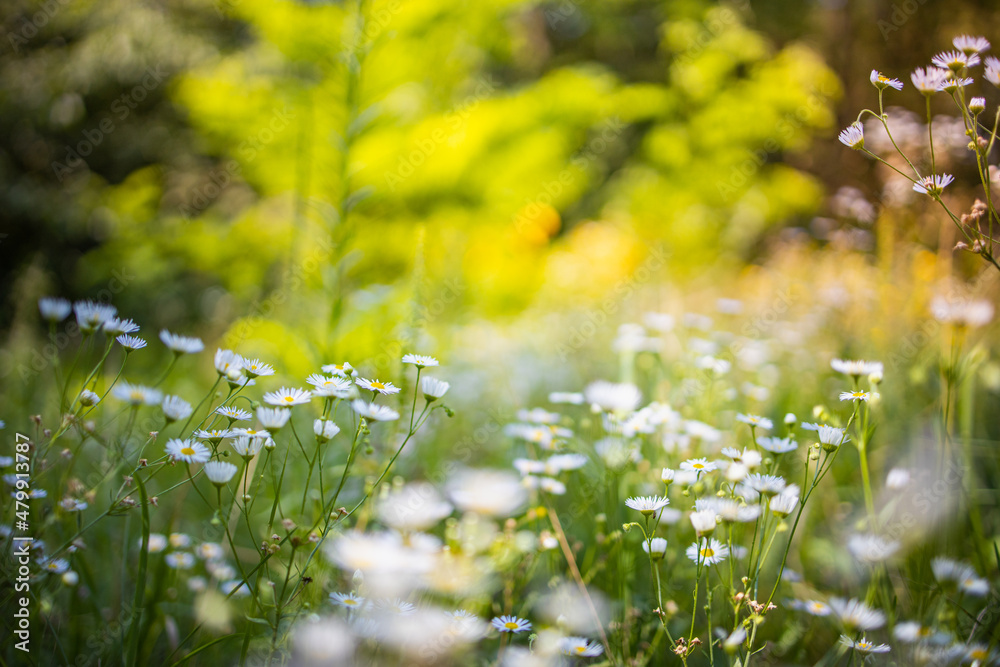 Closeup of daisy flowers on natural background, artistic nature closeup. Spring summer floral scenic. Dream vintage blurred meadow in forest field, amazing nature, blooming flowers. Happy bright flora