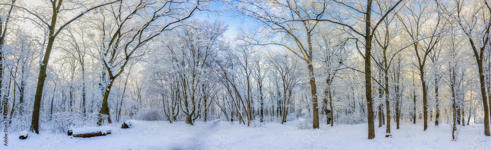 Oak trees covered with snow on frosty morning landscape. Amazing winter nature panorama. Bright colorful sunrise over wintry park, fantastic scenic view of trails outdoors. Panoramic nature adventure Oak trees covered with snow on frosty morning landscape. Amazing winter nature panorama. Bright colorful sunrise over wintry park, fantastic scenic view of trails outdoors. Panoramic nature adventure