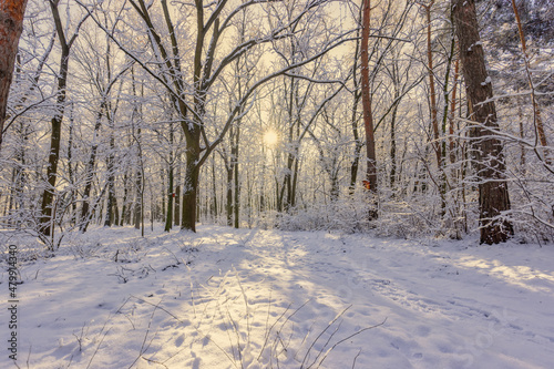 Panorama of winter nature landscape at sunrise. Beautiful Christmas nature background, frozen snowy forest trail, amazing idyllic nature landscape. Tranquil winter nature in sunlight, inspirational
