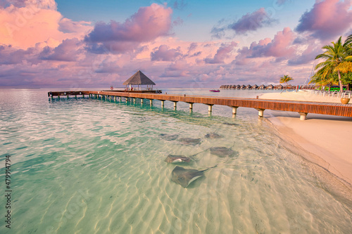 Fototapeta Naklejka Na Ścianę i Meble -  Stunning tropical beach banner. White sand, ocean lagoon with sting rays and sharks. Sunset seaside, coast as travel tourism island background. Amazing beach resort landscape, exotic coast, Maldives