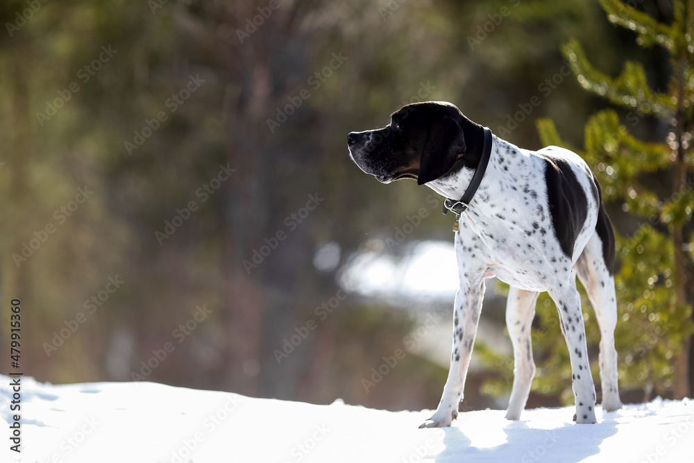 Dog english pointer