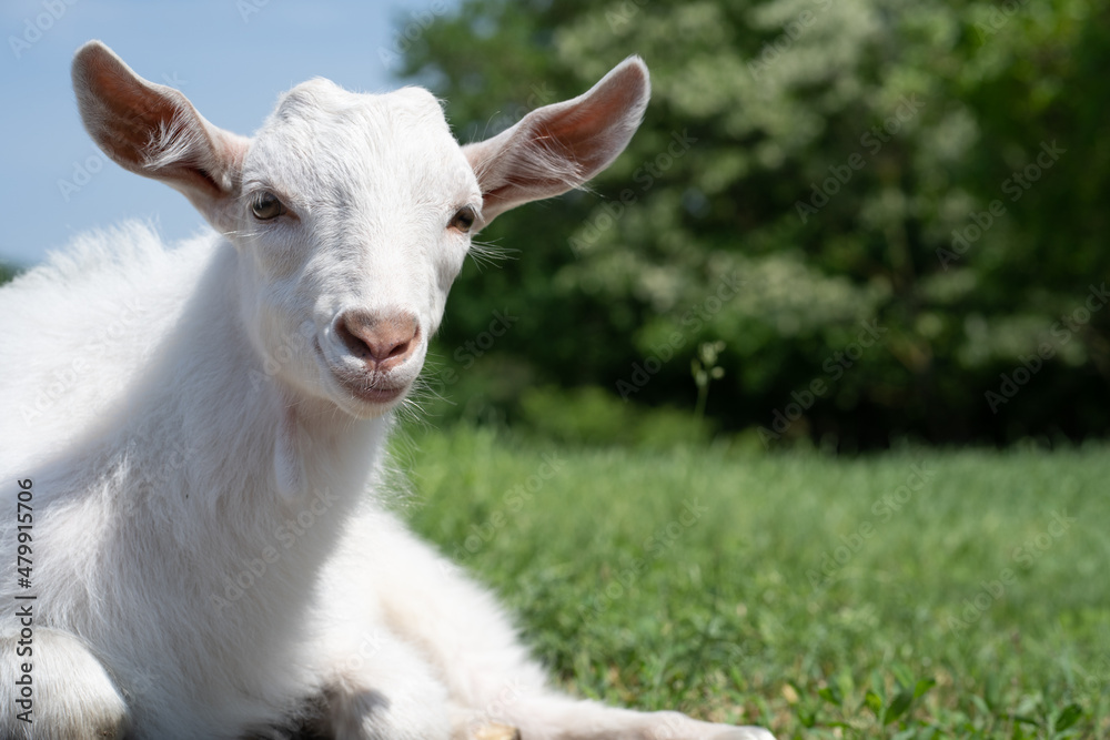 a small white kid is lying on the green grass in the fresh air in the village taken close-up a small white kid is lying on the green grass in the fresh air in the village taken close-up