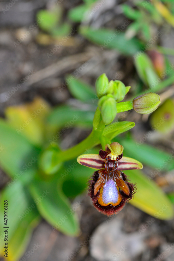 Obraz premium Ophrys speculum is an orchid, monopodial and terrestrial, belonging to the Orchidinae subtribe. It is one of the popularly called bee orchid