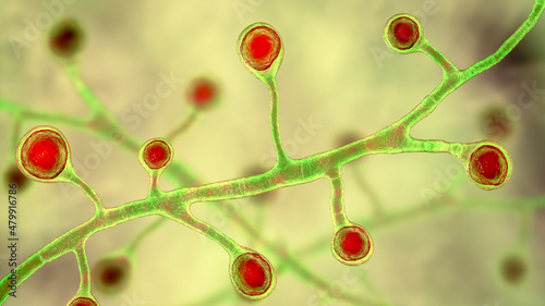 Blastomyces dermatitidis fungi photo