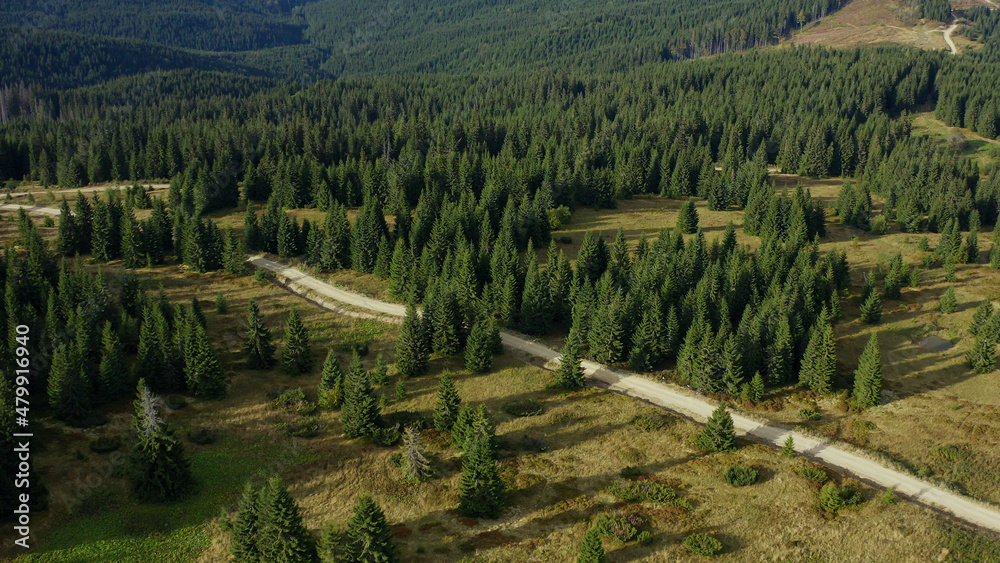 Road in rocky forest aerial view warm sunny summer day green spruces background