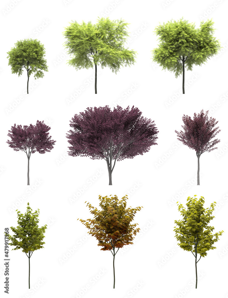 Fototapeta premium Cutout tree for use as a raw material for editing work. isolated green deciduous tree on white background, 3D illustration, cg render