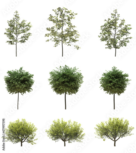 Cutout tree for use as a raw material for editing work. isolated green deciduous tree on white background  3D illustration  cg render