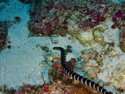 sea snake swimming  © Justin Chen