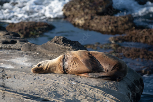 Sea Lions on the rocks in San Diego, California. photo