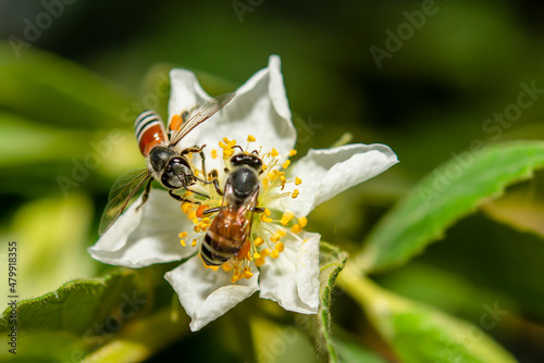 The bee is collecting nectar from flowers.