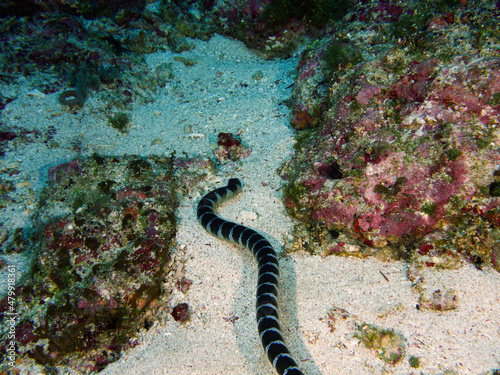 sea snake swimming 