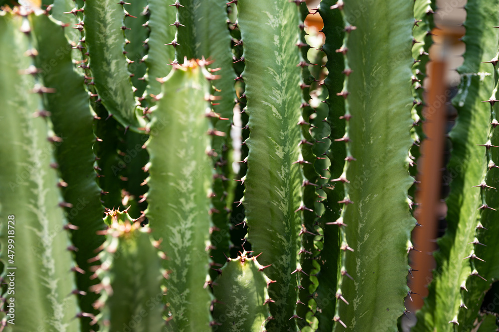 Cactus spiked. Cactus backdround, cacti design or cactaceae pattern. Cactus spiked. Cactus backdround, cacti design or cactaceae pattern.