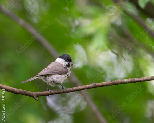 Marsh tit (Poecile palustris) a passerine, sits on a branch in forest with insects, food in its beak. Green blurred bokeh background, copy space. Nature photography taken in Sweden in May.