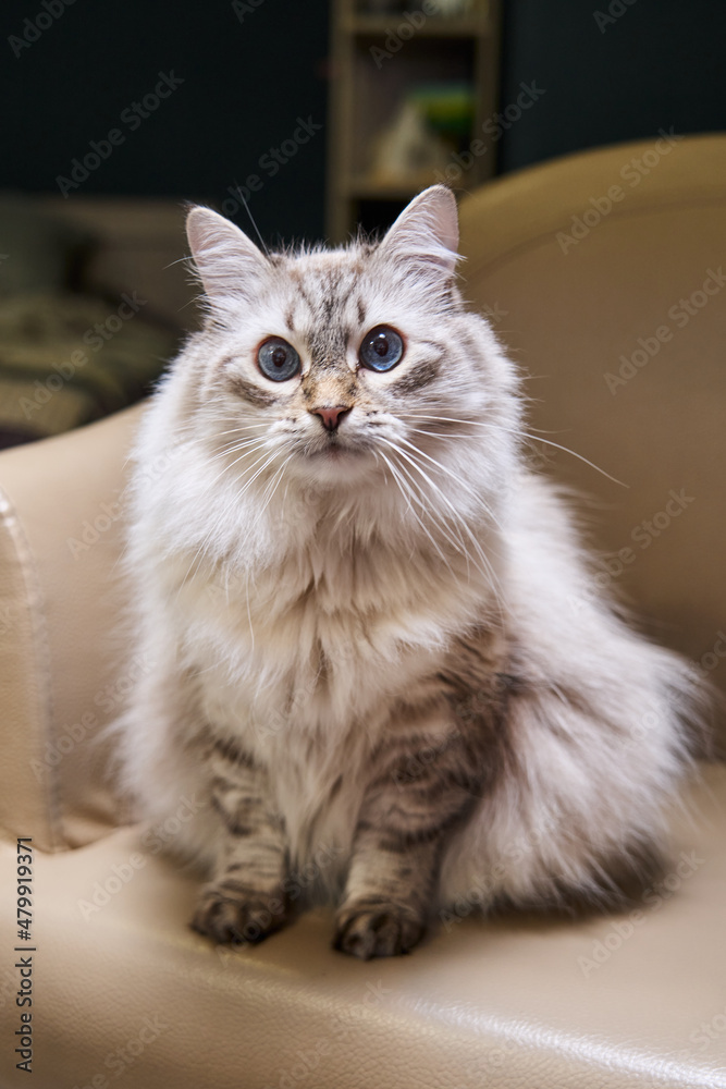 beautiful fluffy gray cat with blue eyes sits in a chair