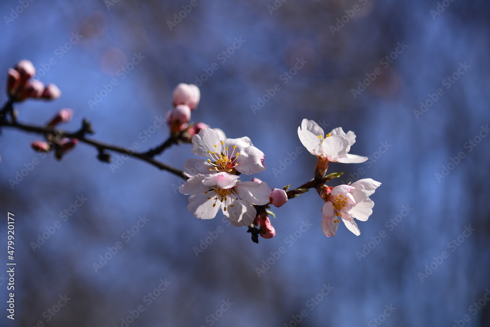 Pink almond tree flowers on almond tree branches against blue sky on a warm, sunny spring day Pink almond tree flowers on almond tree branches against blue sky on a warm, sunny spring day
