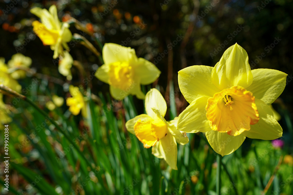 Close up of daffodils growing in a garden Close up of daffodils growing in a garden