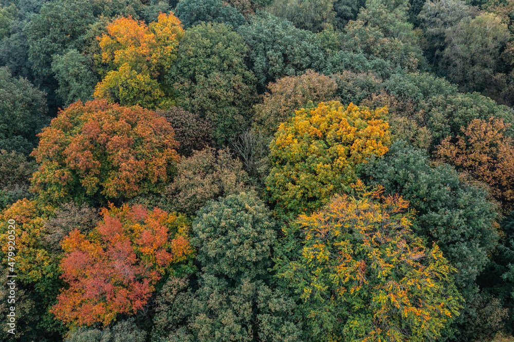 Bird's eye view of the autumn-colored forest in Duisburg, Germany Bird's eye view of the autumn-colored forest in Duisburg, Germany