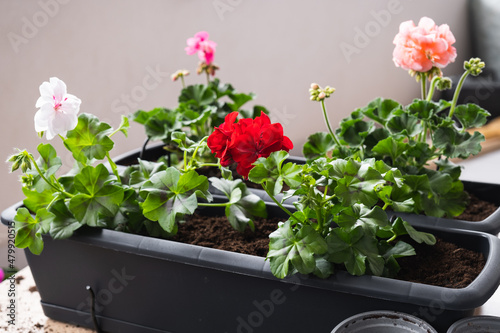 Fototapeta Naklejka Na Ścianę i Meble -  Planting spring flowers. Gardening Concept.
