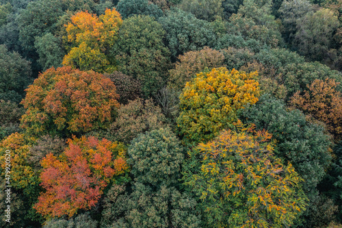 Bird's eye view of the autumn-colored forest in Duisburg, Germany