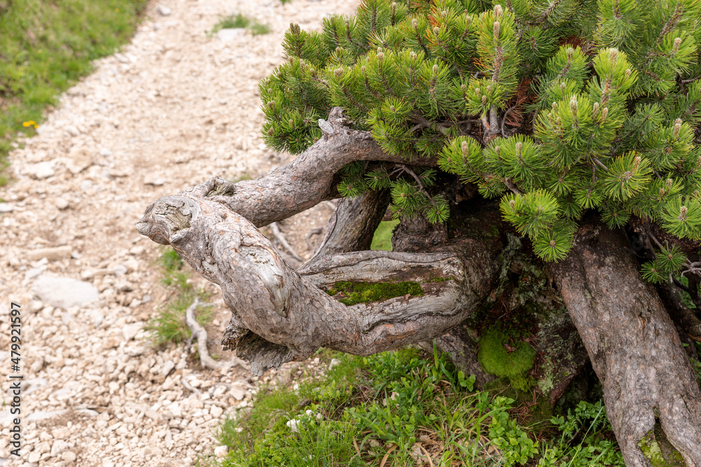 Small conifer on the edge of the path in the mountains Small conifer on the edge of the path in the mountains