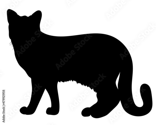 Obraz na plátně Realistic black  cat. vector illustration
