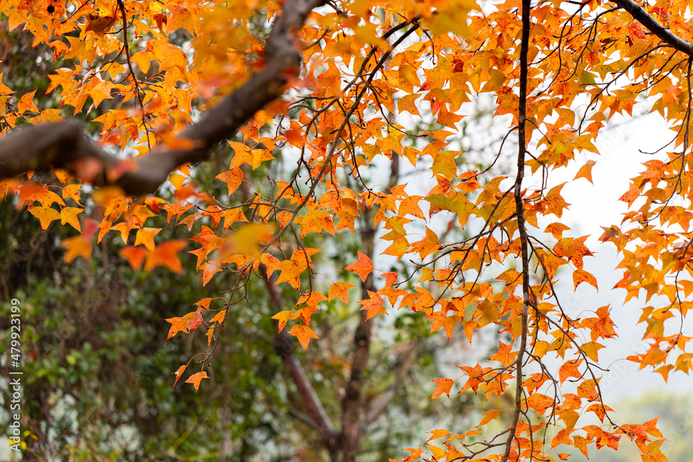autumn leaves in the wind autumn leaves in the wind