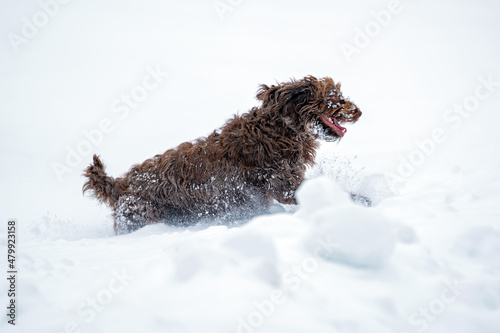 a brown big dog, a pudelpointer, has fun in the fresh powder snow