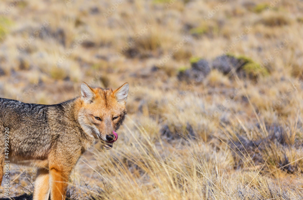 Fox in Patagonia
