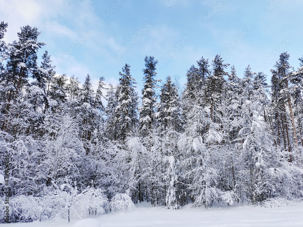 Fototapeta premium Snow-covered branches of trees and bushes, bent down under the weight of snow, on a frosty winter day